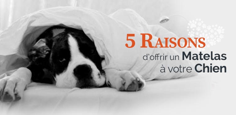 chien endormi
